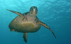 Sea Tutles are my favorite!!! by Lora Tucker 